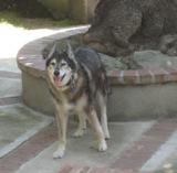 Cooper on patio