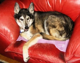 Cooper in chair