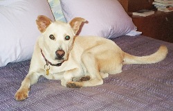 Shadow on bed