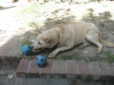 Shadow guarding his toy balls