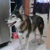 Cooper in kitchen