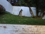 Cooper on hill watching neighborhood