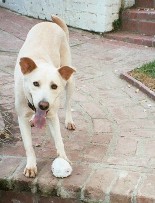 Shadow with ball